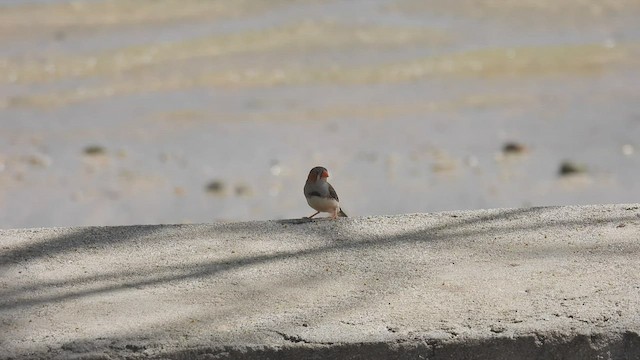 Zebra Finch - ML494260401