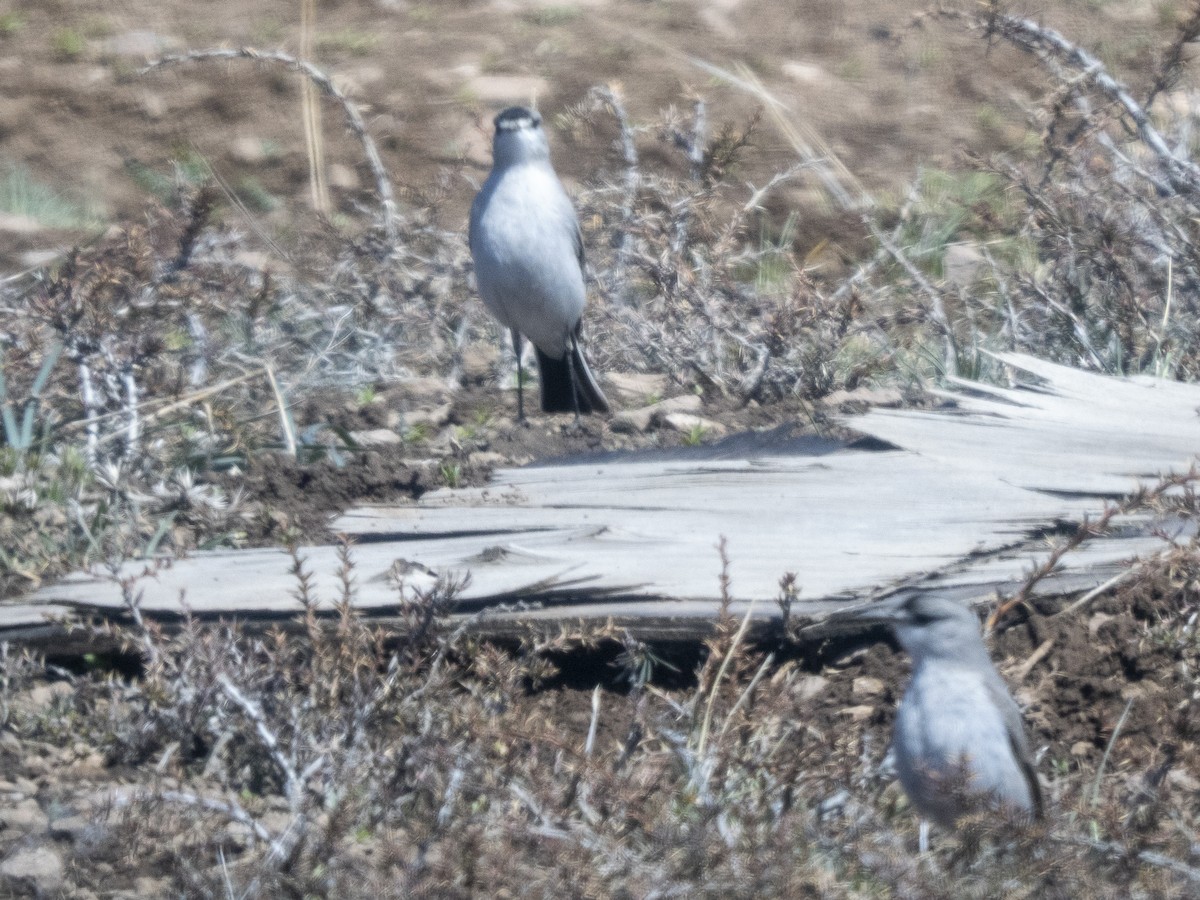 Black-fronted Ground-Tyrant - ML494262331