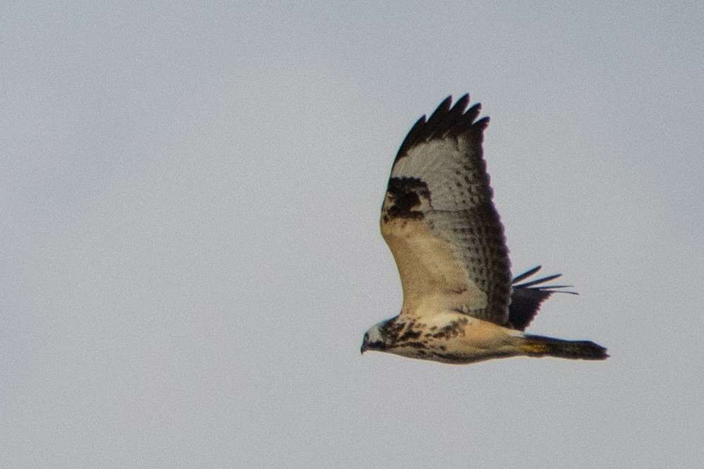 Common Buzzard - ML494262551