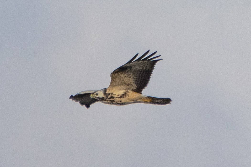 Common Buzzard - ML494262561