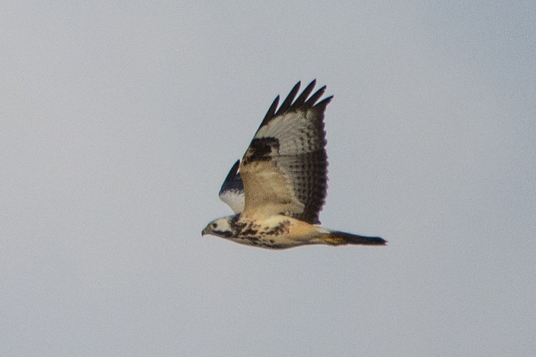 Common Buzzard - ML494262581