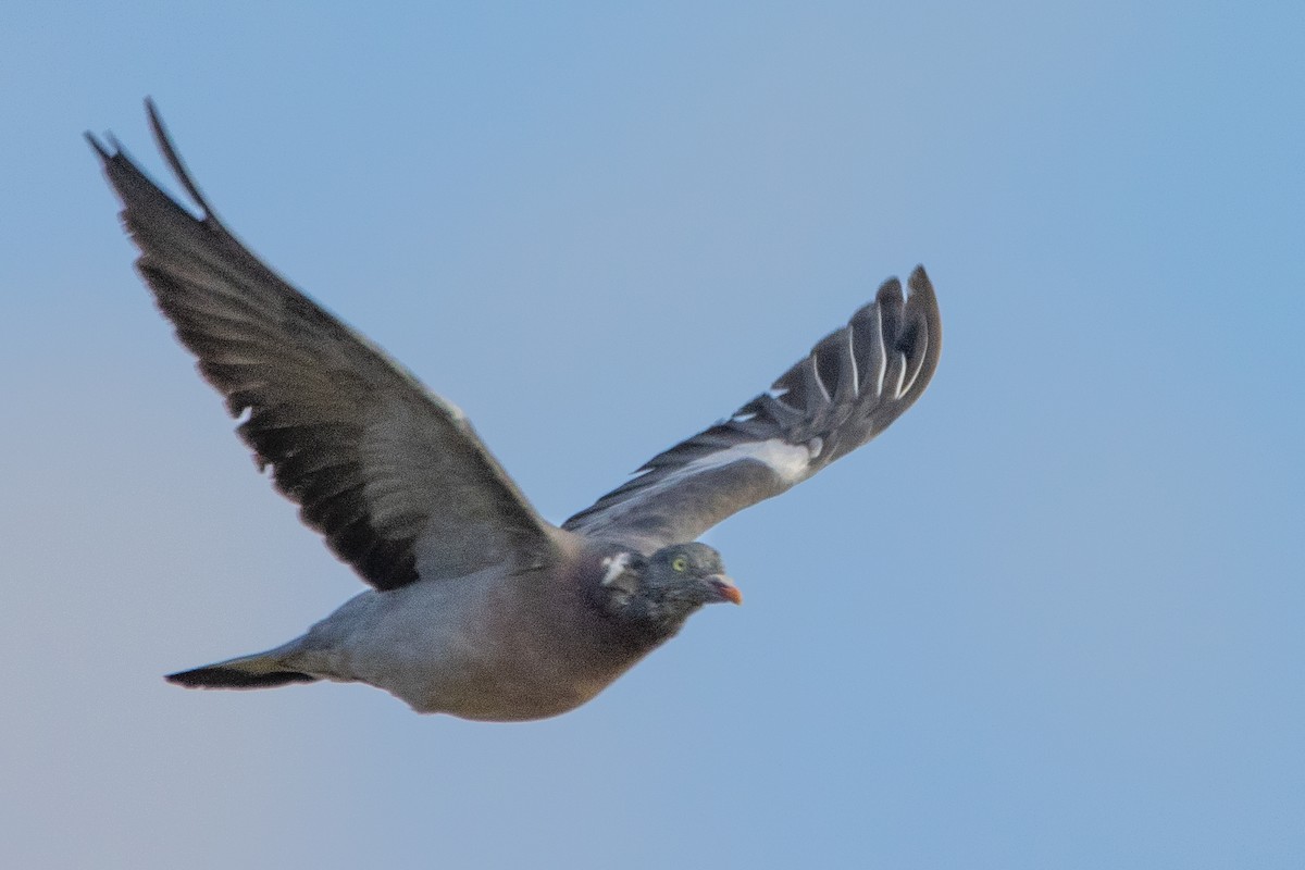 Common Wood-Pigeon - Jeff Hullstrung