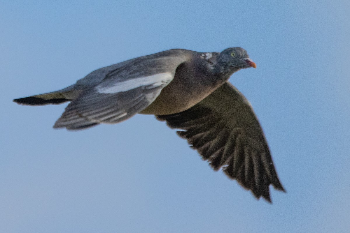 Common Wood-Pigeon - ML494262621