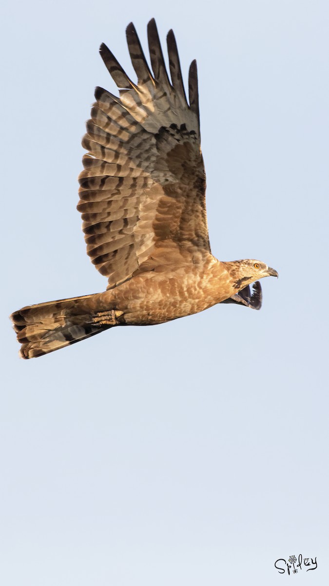 Oriental Honey-buzzard - ML494262931