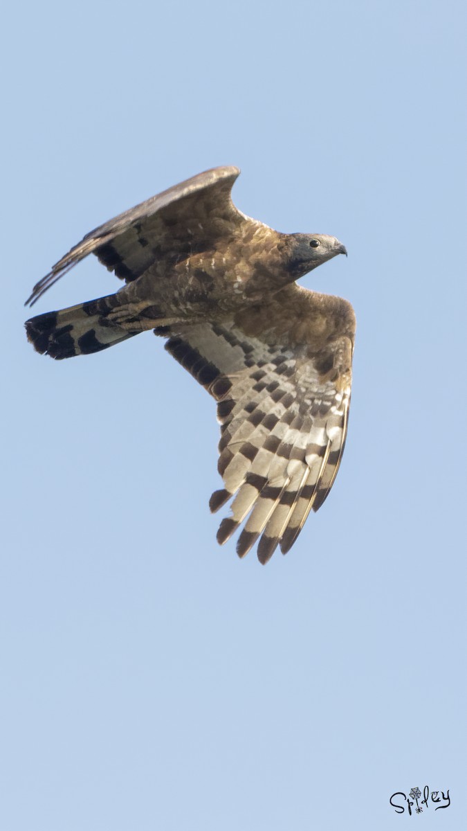 Oriental Honey-buzzard - ML494262981