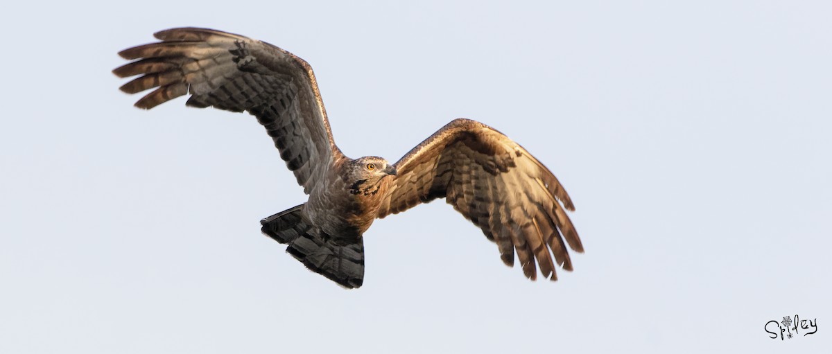 Oriental Honey-buzzard - ML494262991