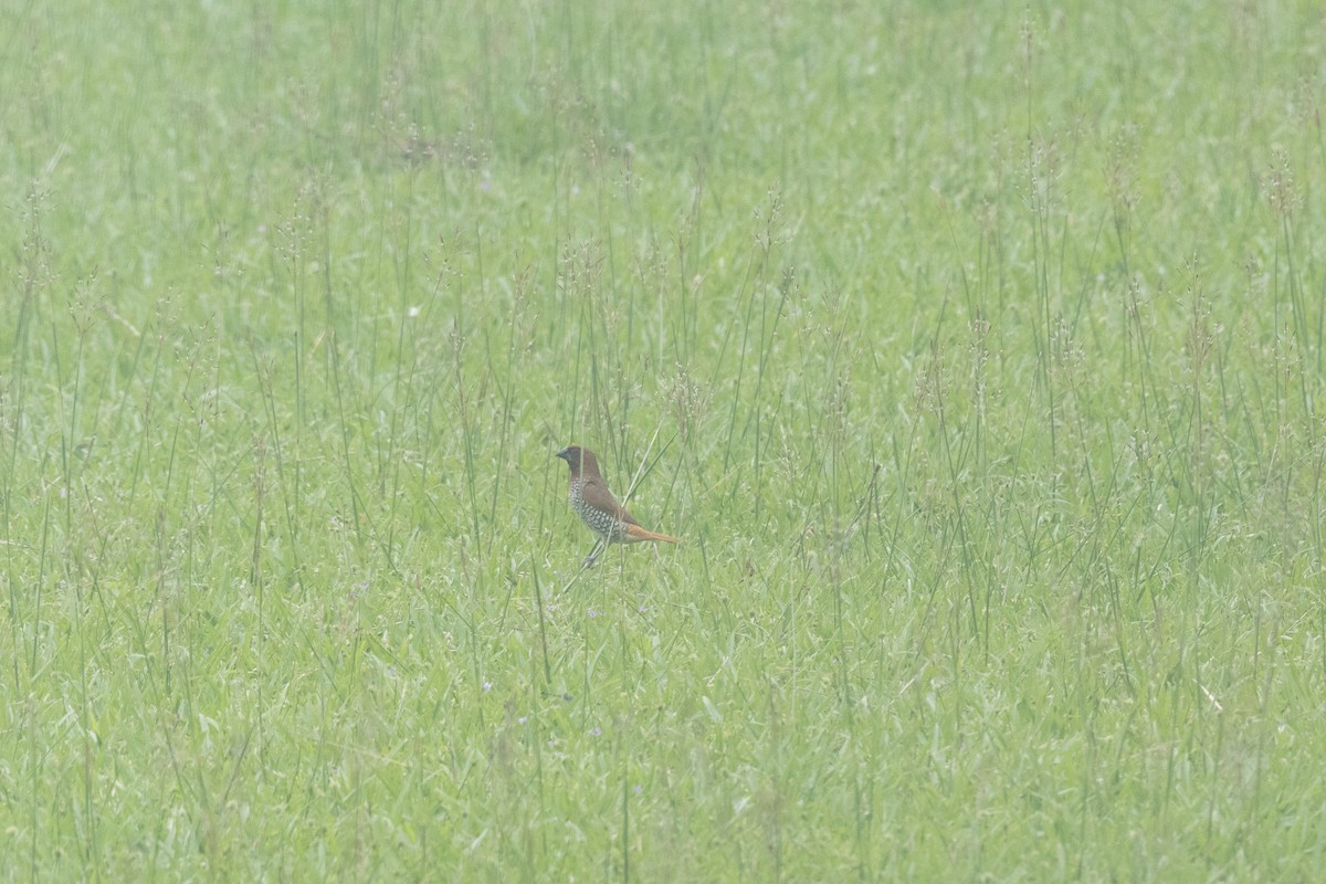 Scaly-breasted Munia - ML494263251