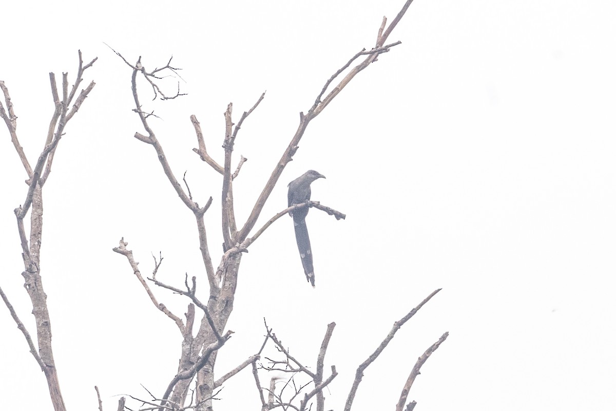 Green-billed Malkoha - ML494263261