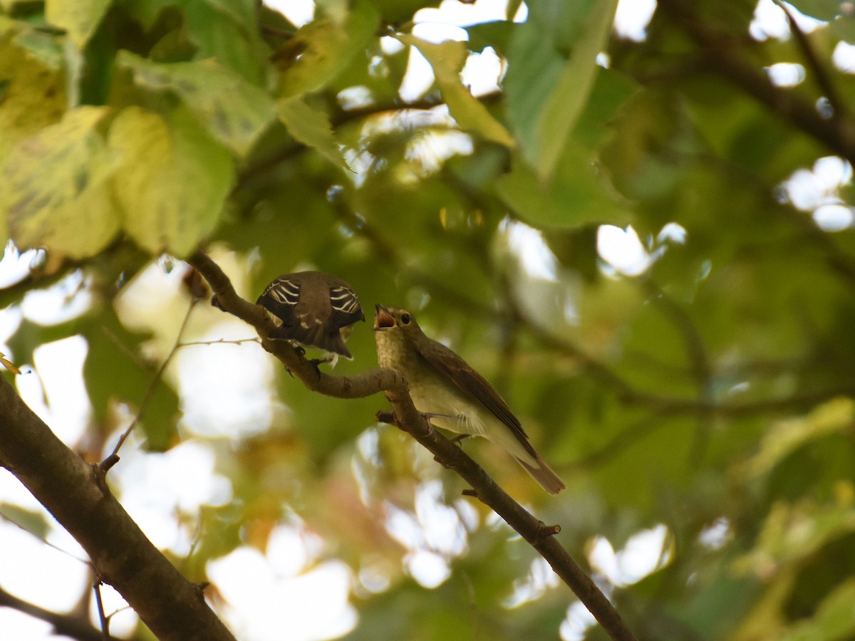 Gray-streaked Flycatcher - ML494263431