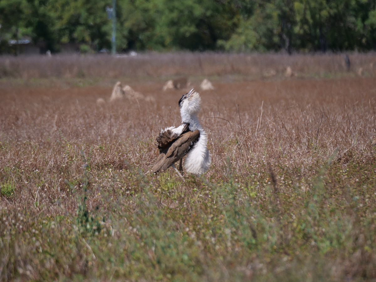 Australian Bustard - ML494264181