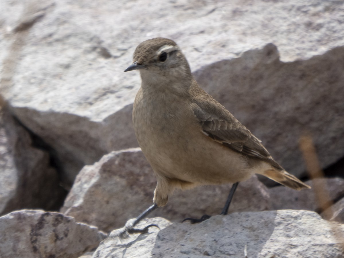 Rufous-banded Miner - ML494264511