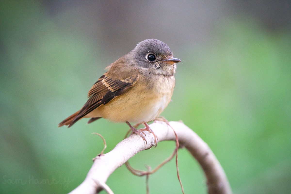 Ferruginous Flycatcher - ML494264801