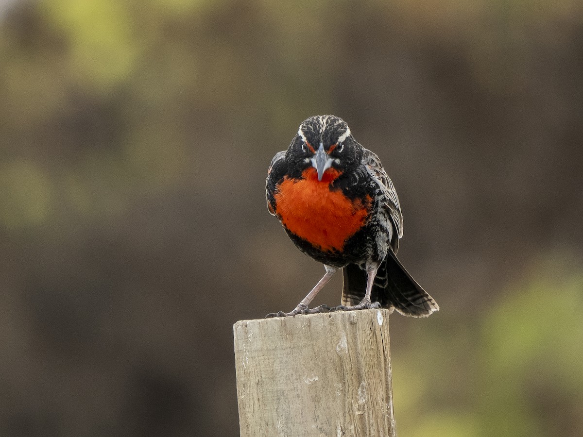 Peruvian Meadowlark - ML494265081