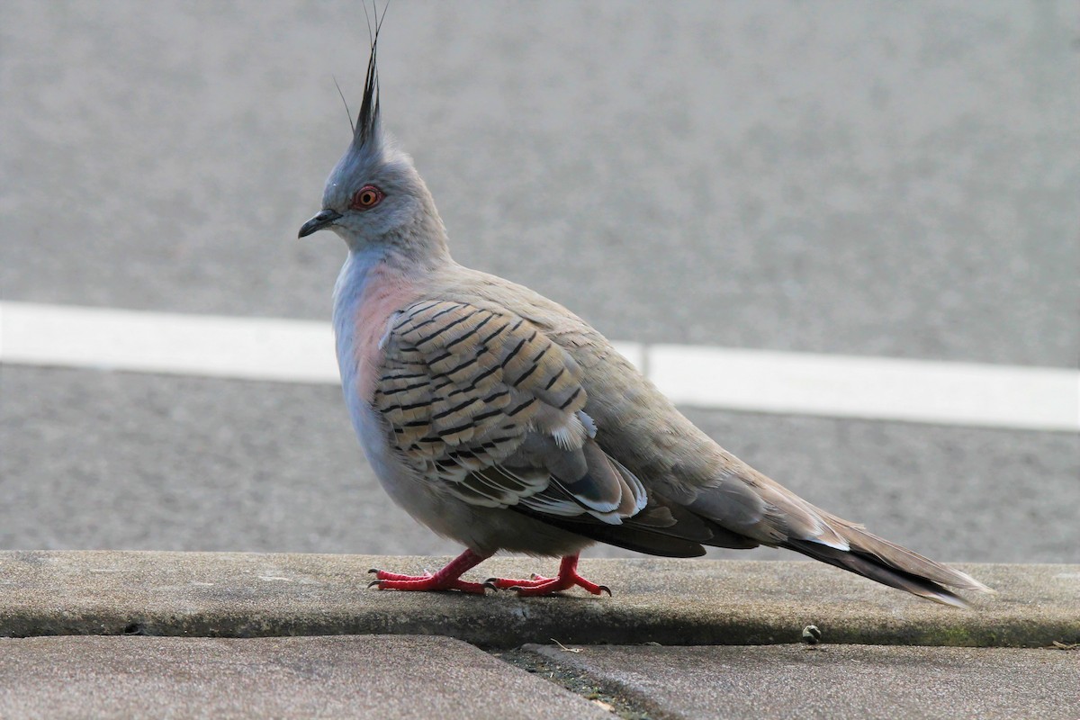 Crested Pigeon - ML494265441