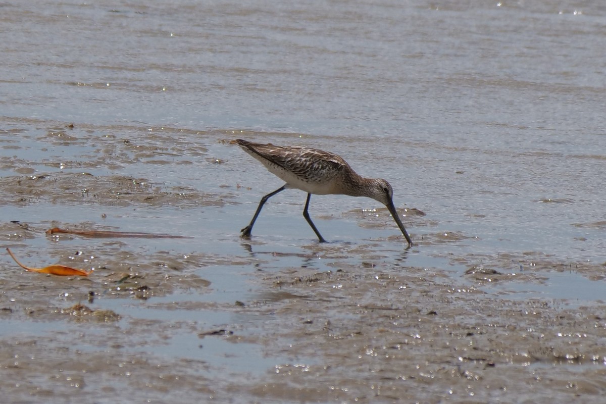 Asian Dowitcher - ML494265841