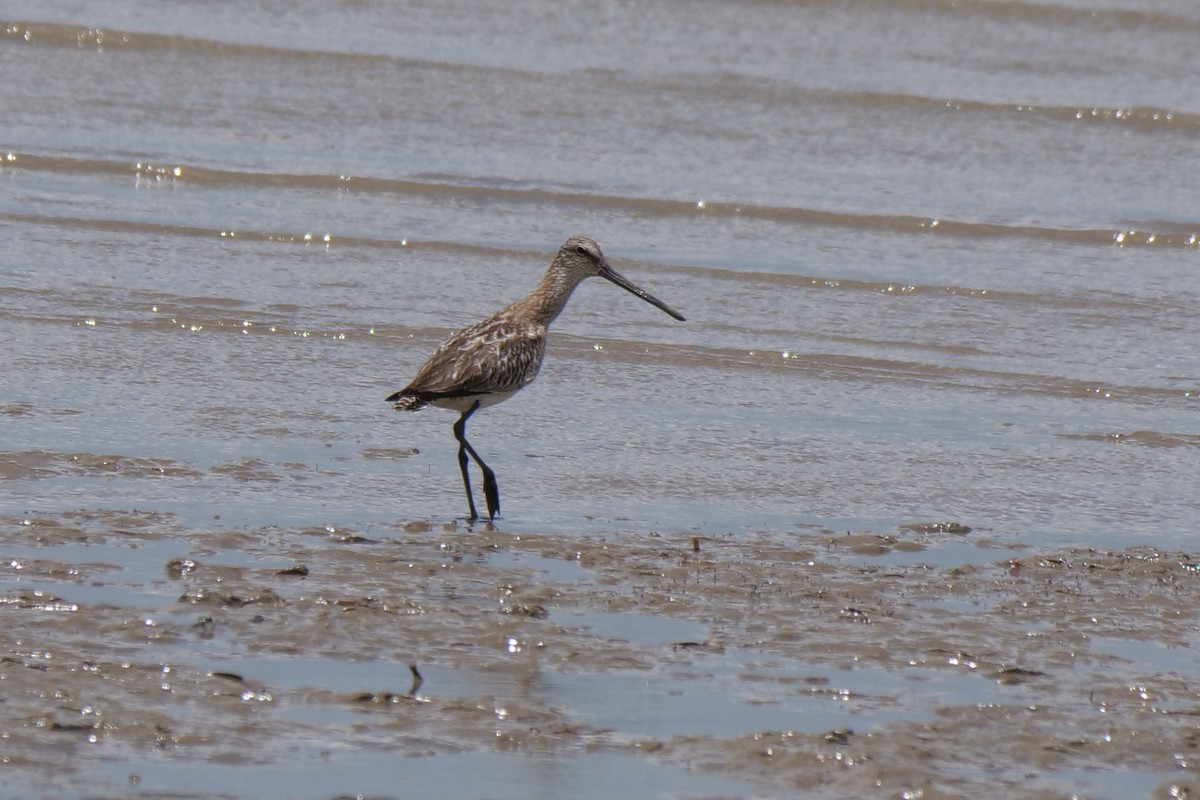 Asian Dowitcher - ML494265861