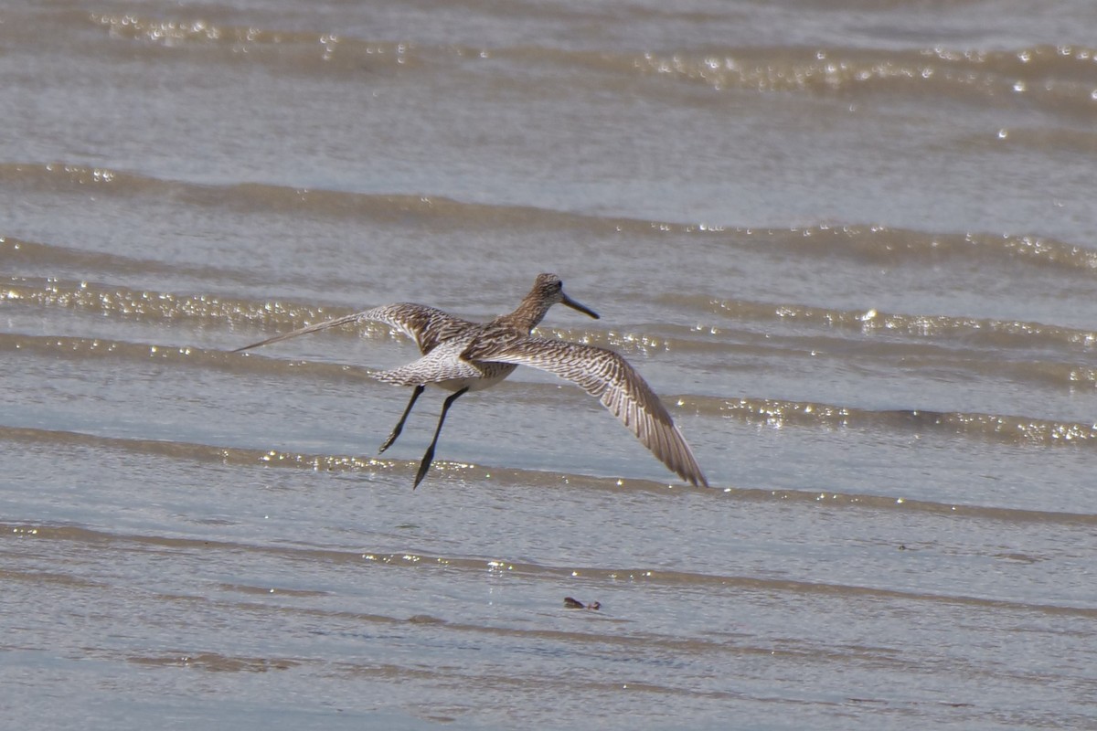 Asian Dowitcher - ML494265881
