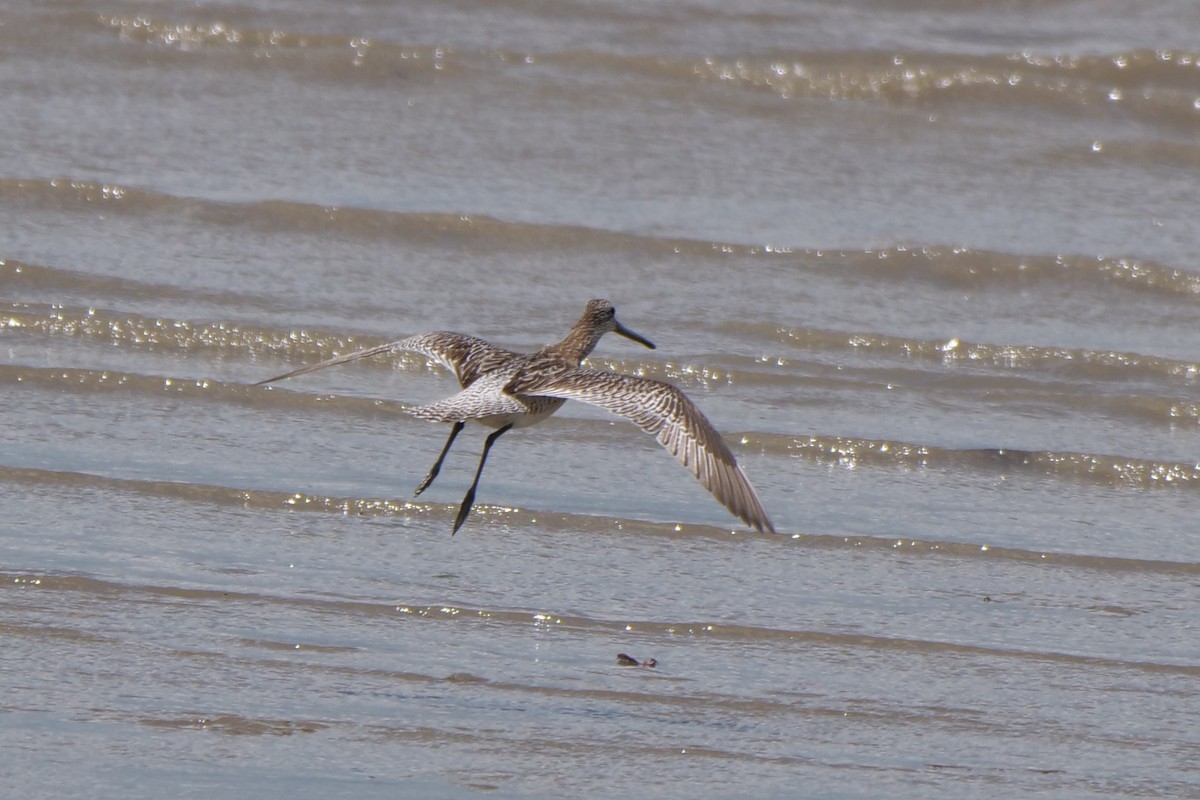 asiabekkasinsnipe - ML494265881