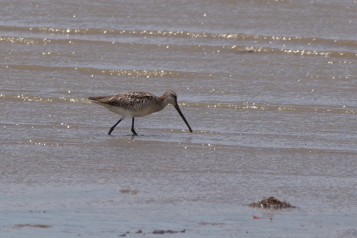 Asian Dowitcher - ML494265911