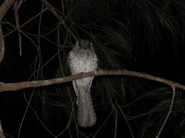 Australian Owlet-nightjar - ML494267071