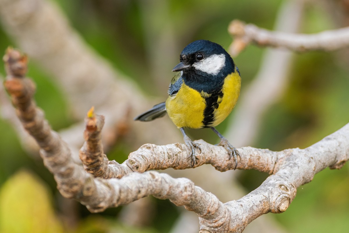 Great Tit - ML494267571