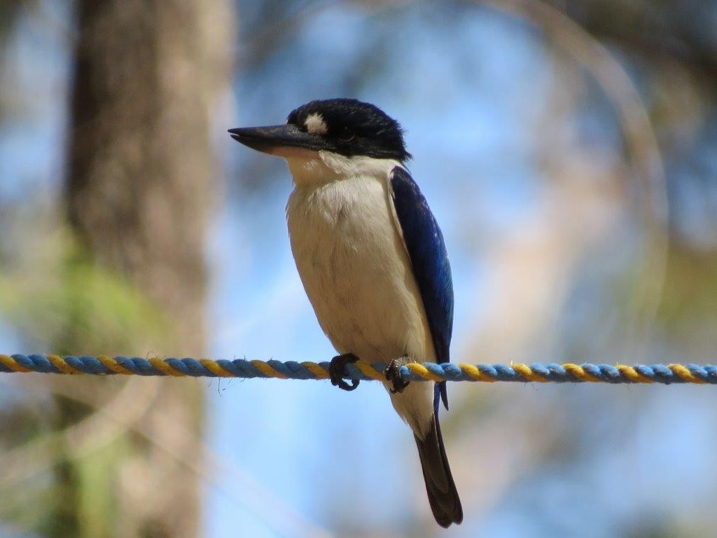 Forest Kingfisher - ML494267671
