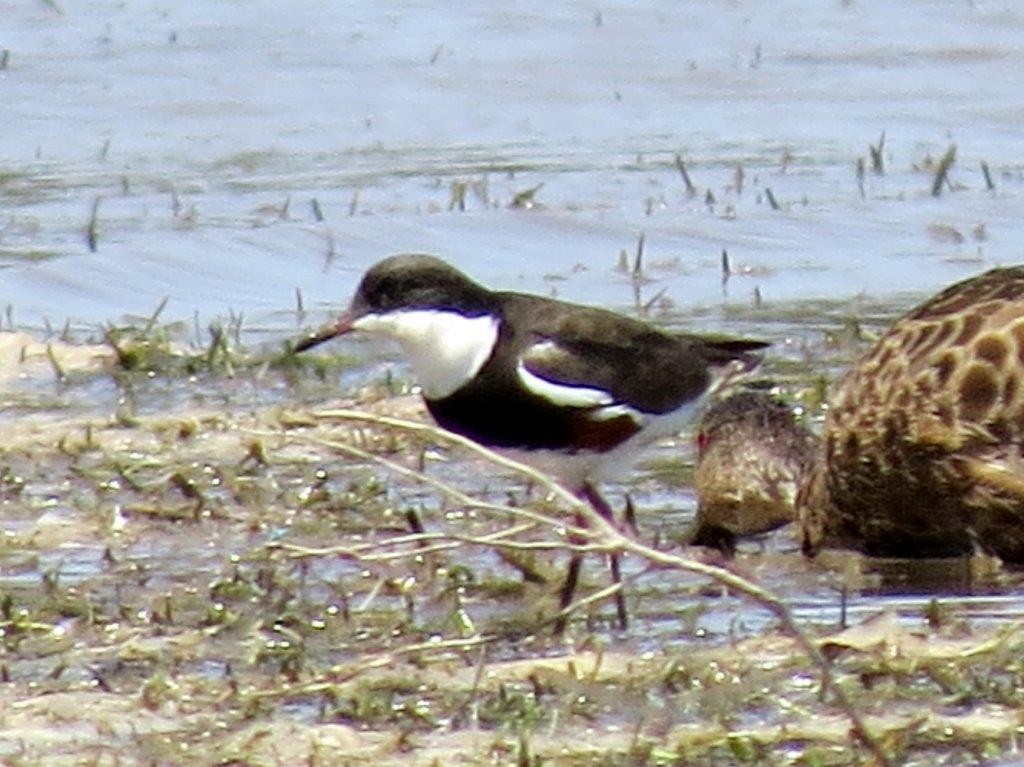 Red-kneed Dotterel - ML494267871