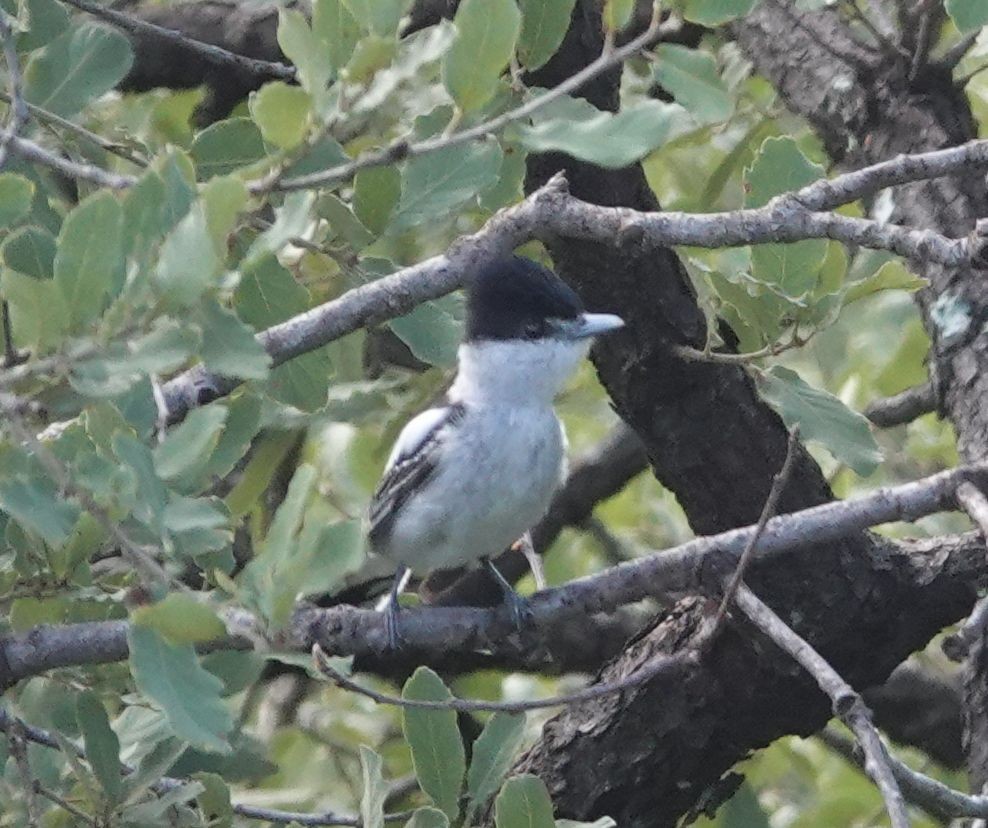 Gray-collared Becard - Eric Hough