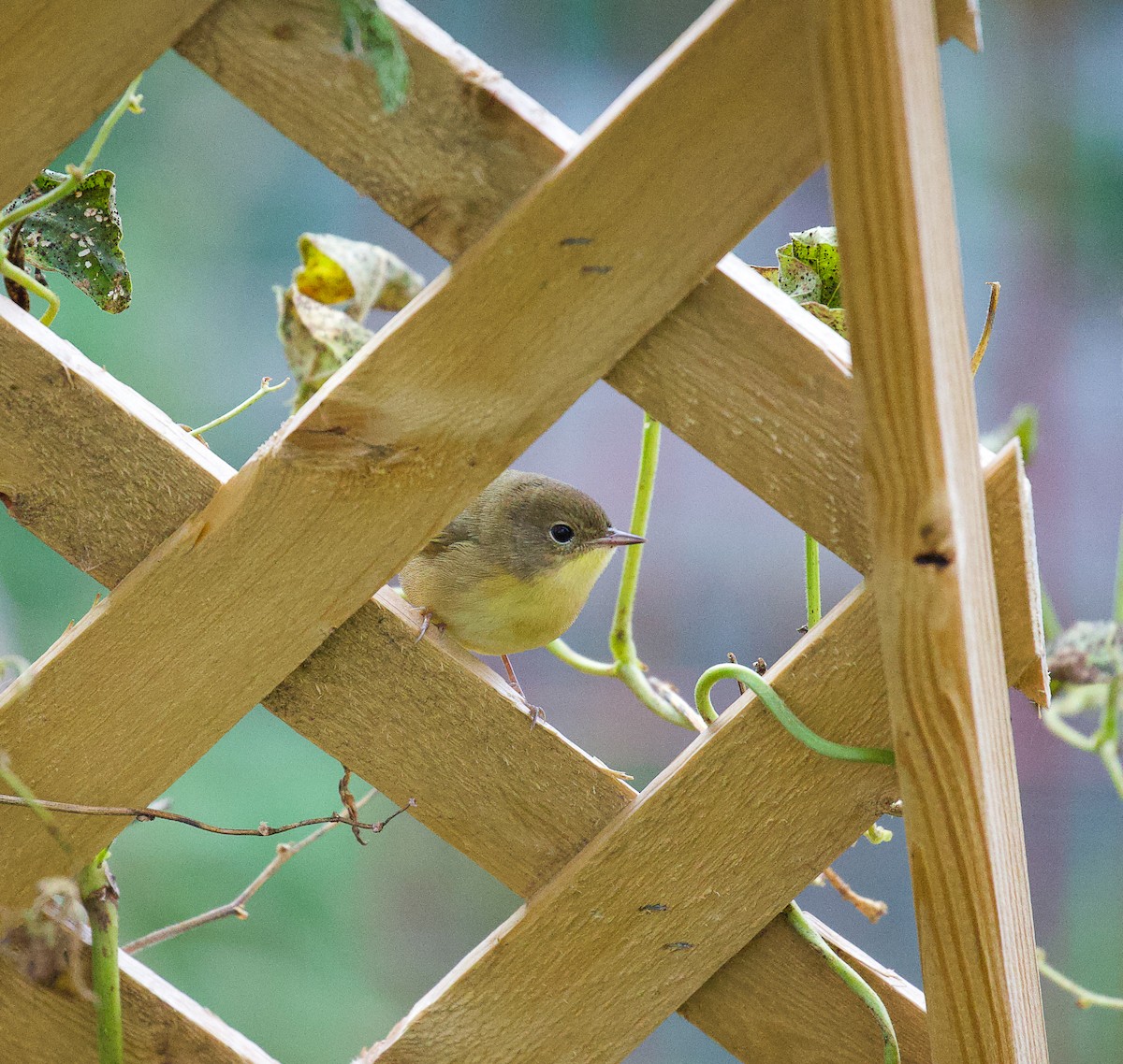 Common Yellowthroat - ML494268811