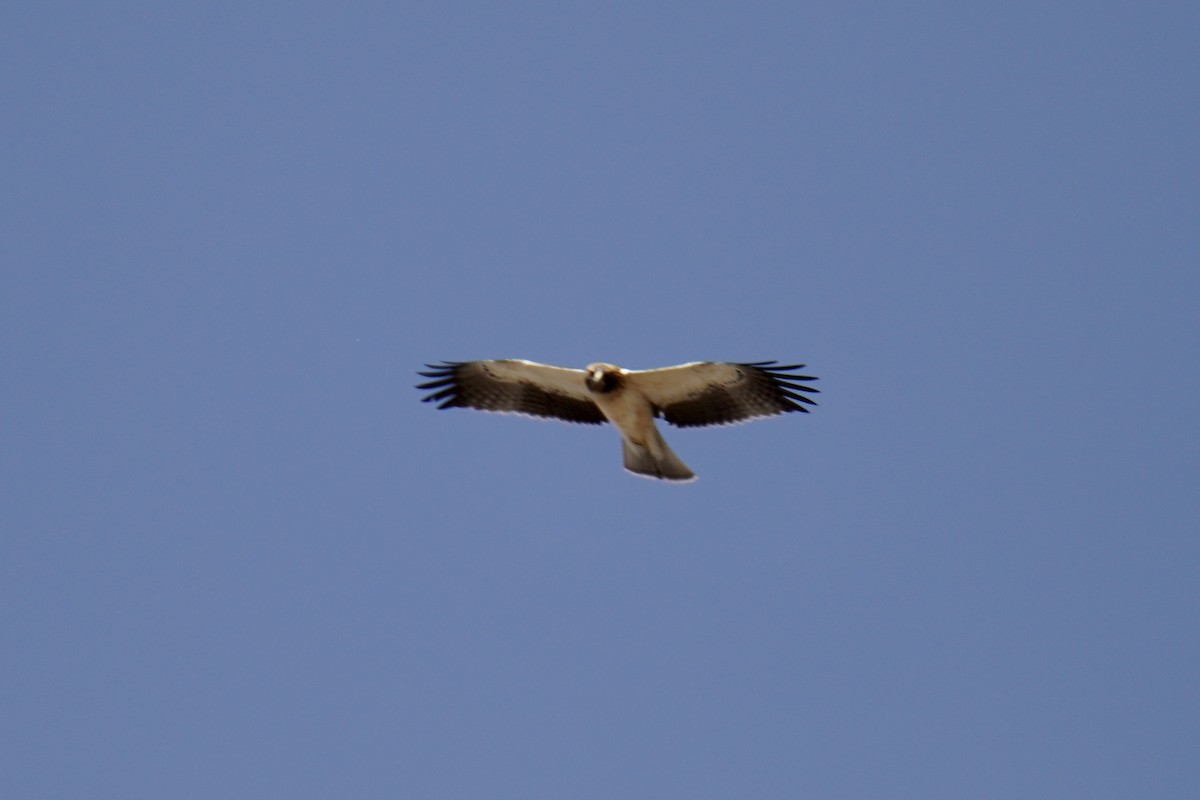 Águila Calzada - ML494268931