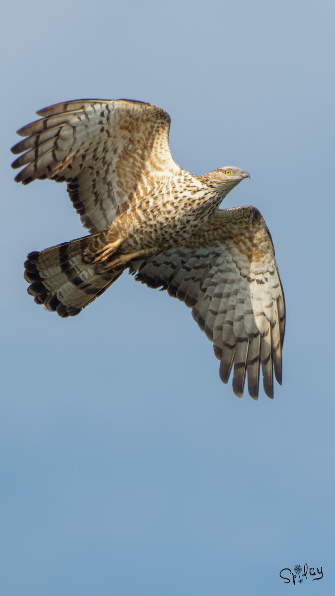 Oriental Honey-buzzard - ML494270531