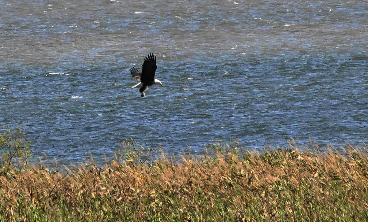 Bald Eagle - ML494270651