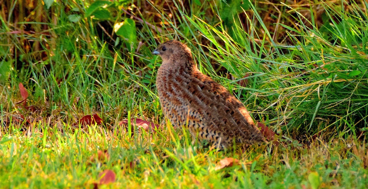 Brown Quail - ML49427181