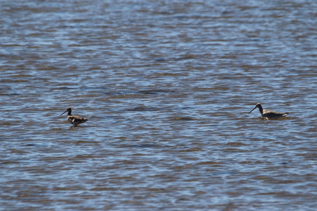 Barge à queue noire - ML494272531