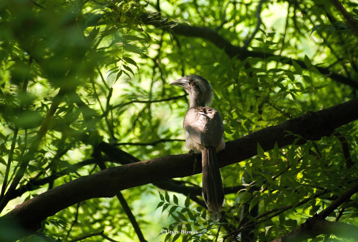 Indian Gray Hornbill - ML494272851