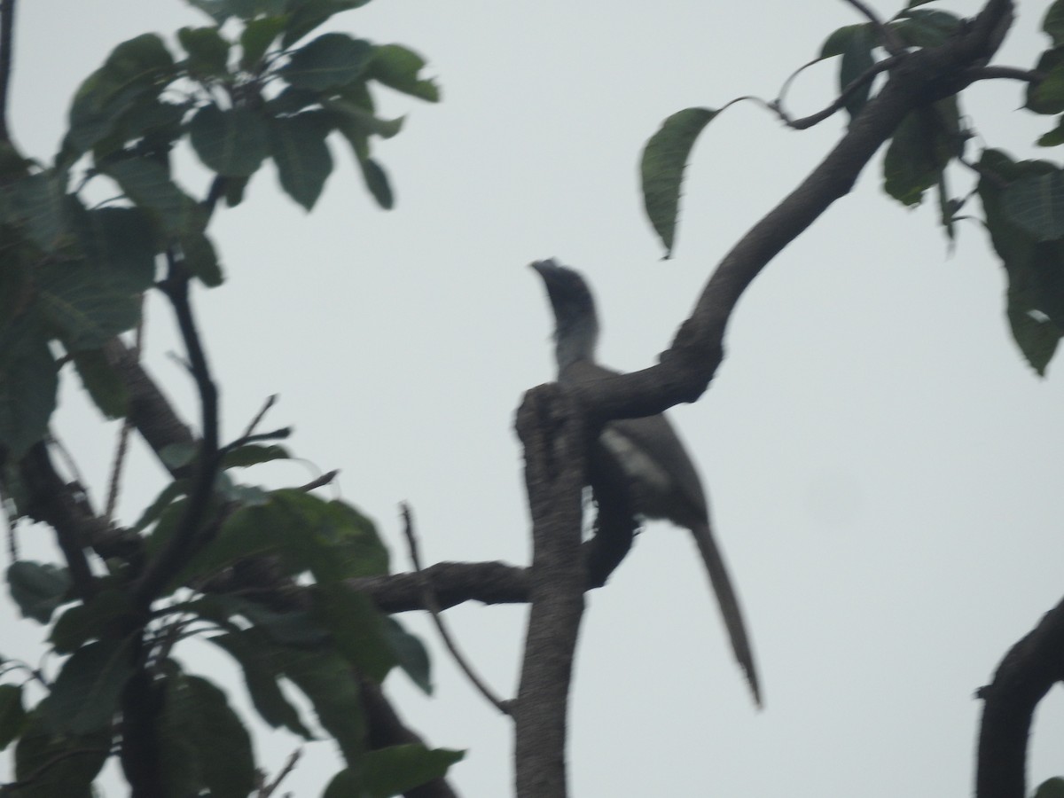 Indian Gray Hornbill - ML494274511