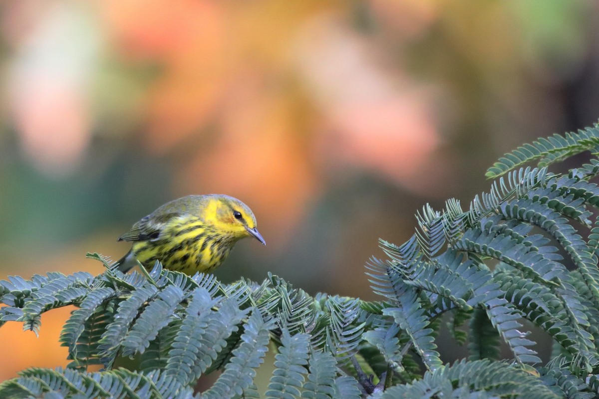 Cape May Warbler - ML494277811