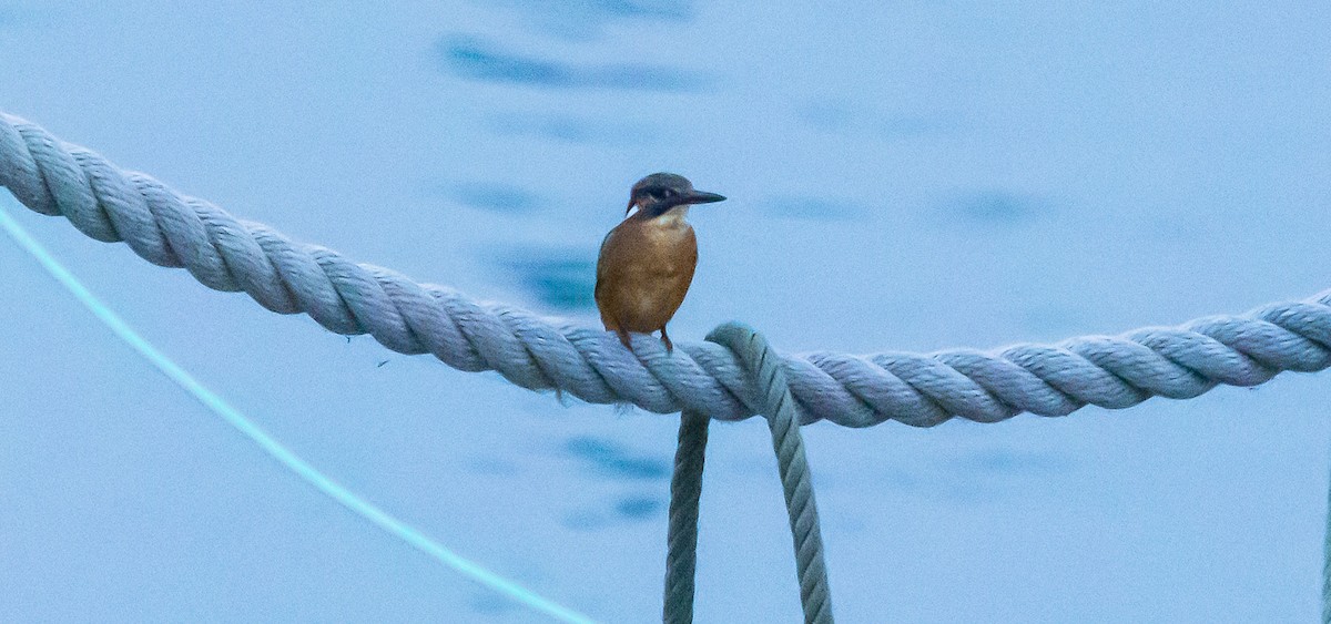 Common Kingfisher - ML494278171