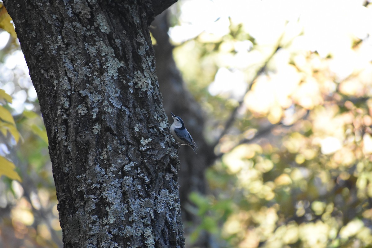 White-breasted Nuthatch - ML494278611