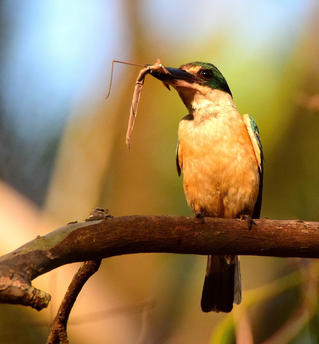 Sacred Kingfisher - ML49427891