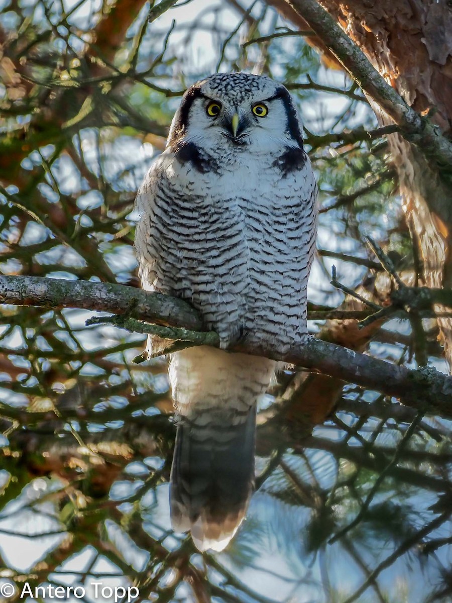 Northern Hawk Owl - ML494280271