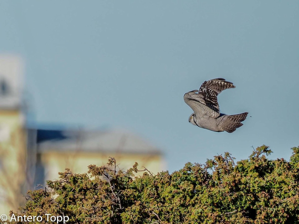 Northern Hawk Owl - ML494280291