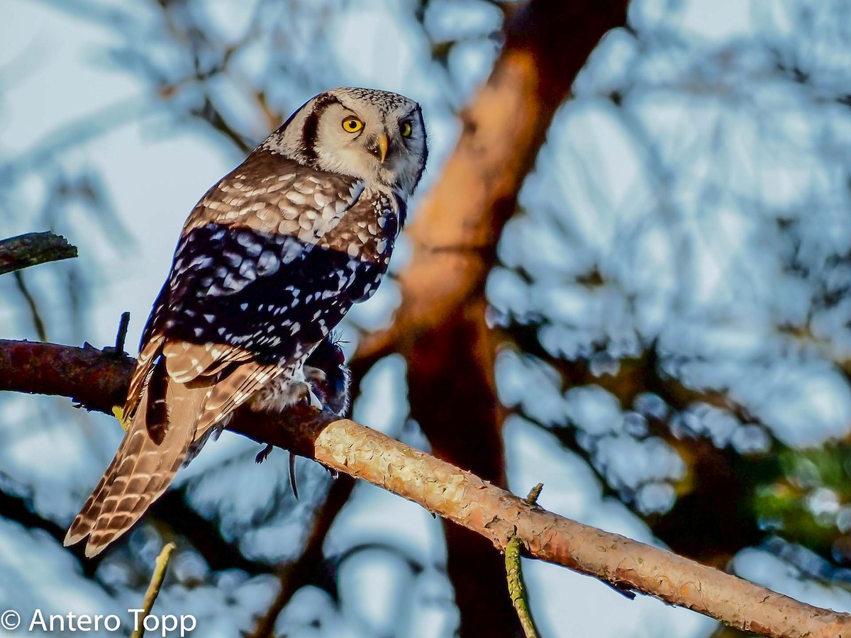 Northern Hawk Owl - ML494280301