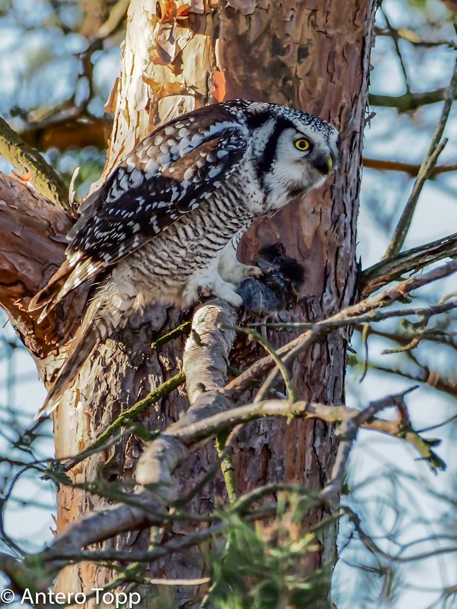 Northern Hawk Owl - ML494280311