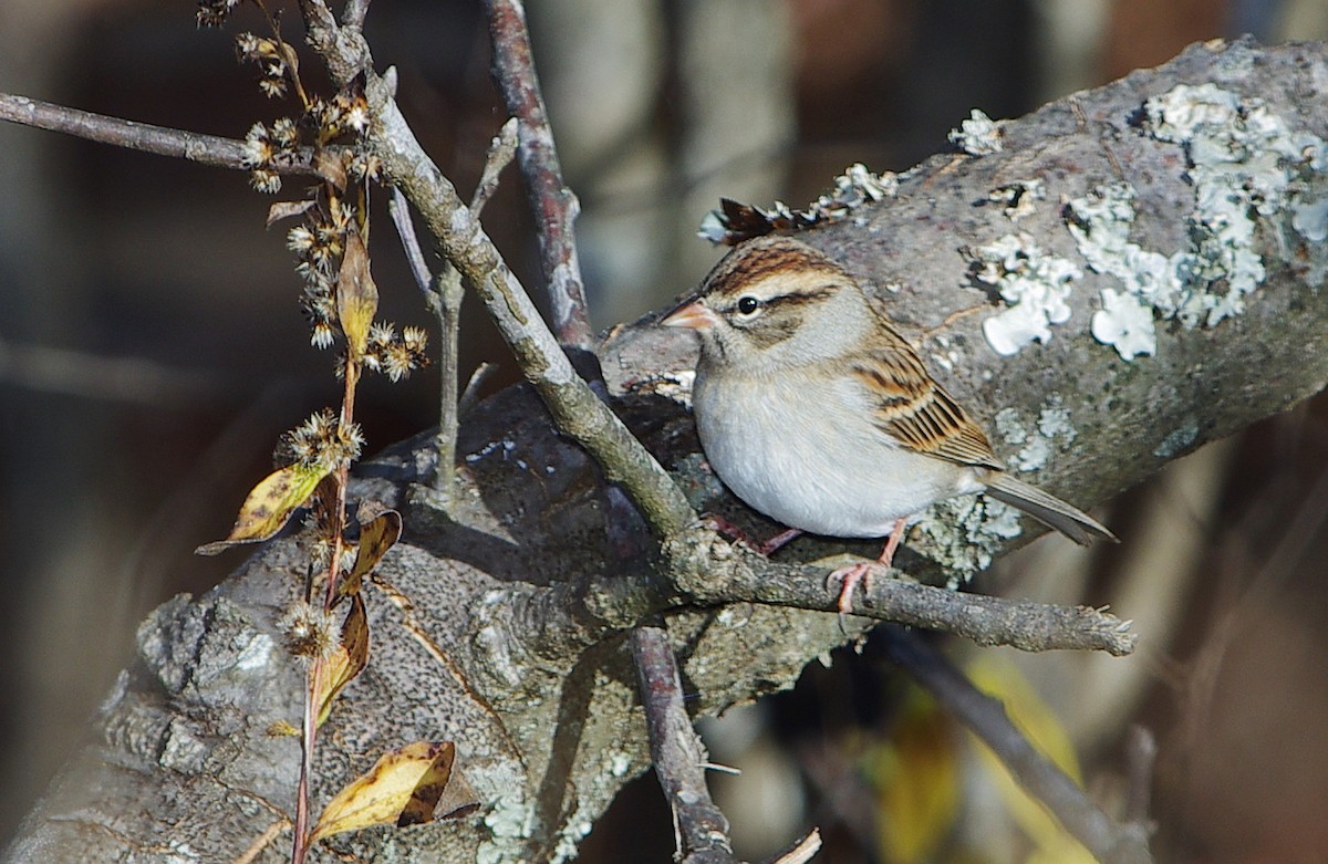 Chipping Sparrow - ML494281021