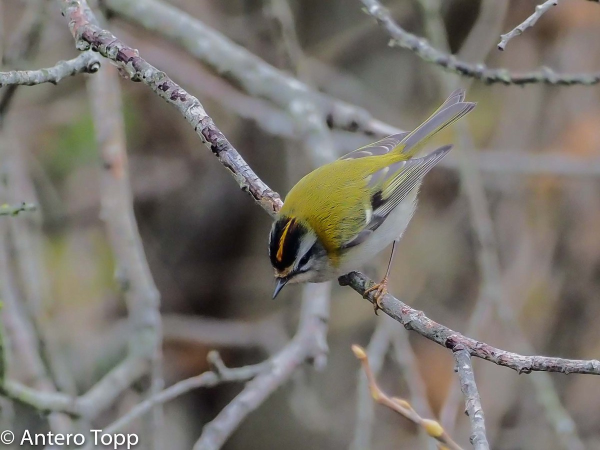 Common Firecrest - ML494283151