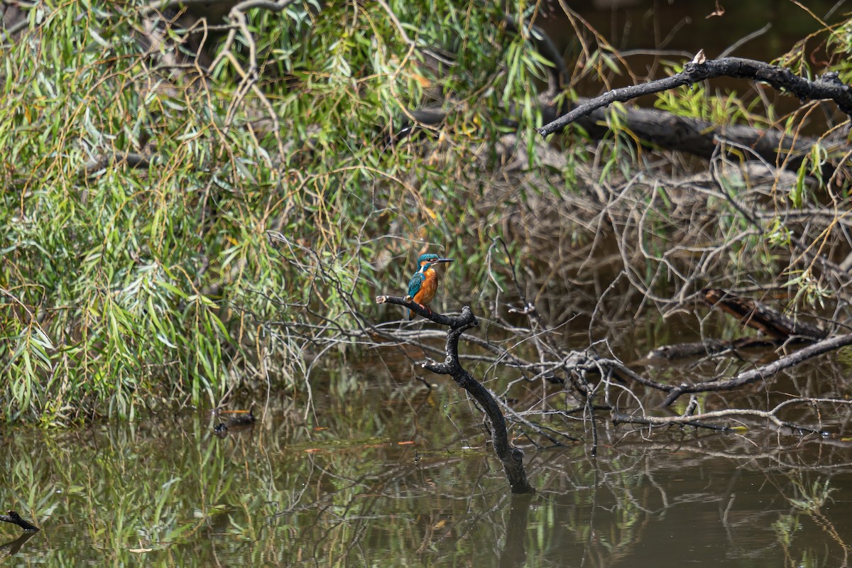 Common Kingfisher - F S