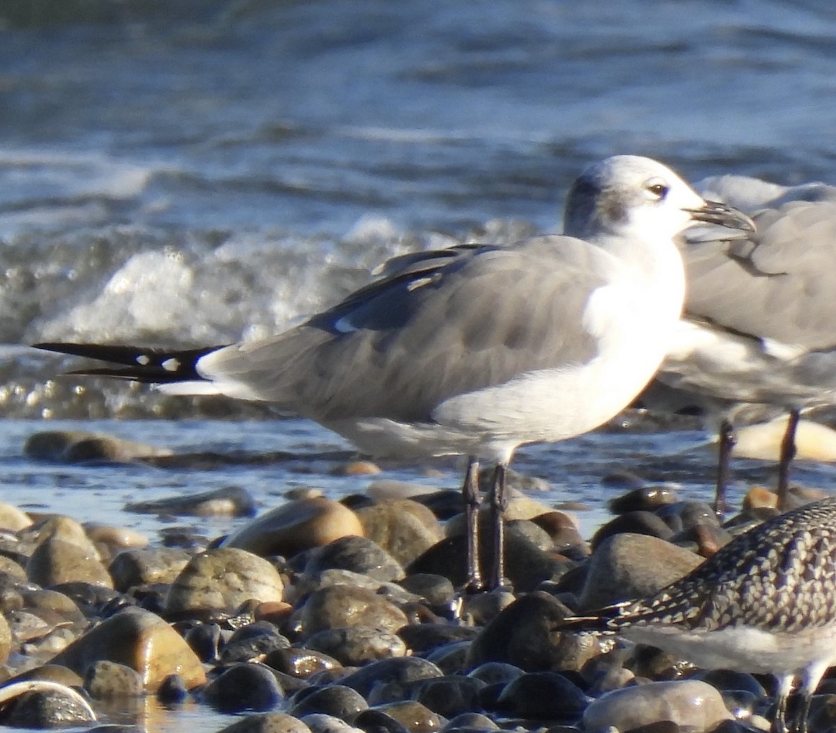 Mouette atricille - ML494284611