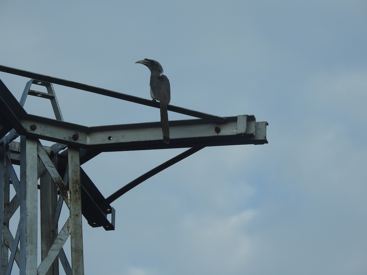 Indian Gray Hornbill - ML494285021