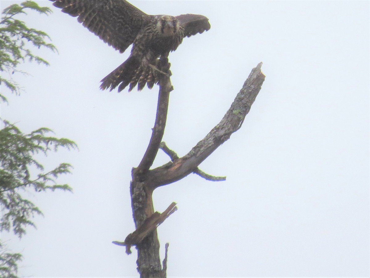 Peregrine Falcon - ML494286431